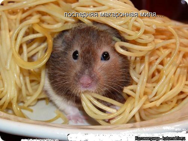 последняя макаронная миля....... Котоматрица: последняя макаронная миля....