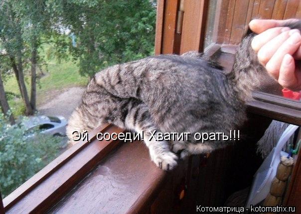 Эй, соседи! Хватит орать!!!... Котоматрица: Эй, соседи! Хватит орать!!!