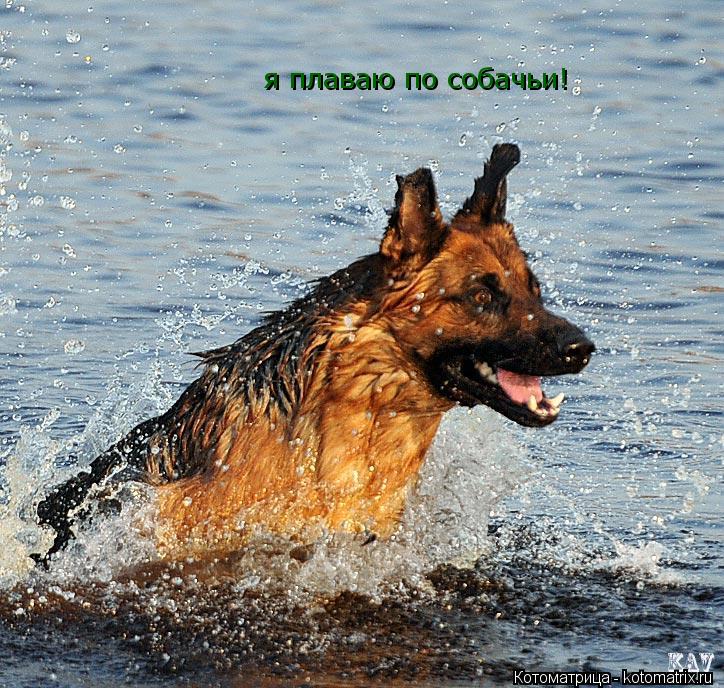 я плаваю по собачьи!... Котоматрица: я плаваю по собачьи!