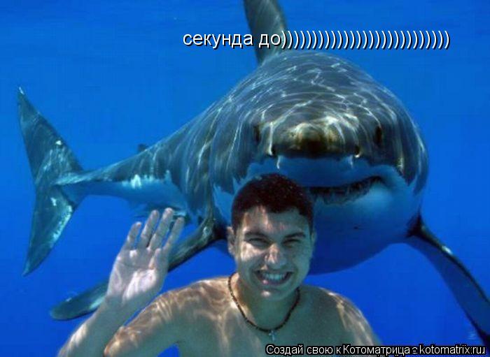 секунда до))))) ))))))))))))))))))))))... Котоматрица: секунда до))))) ))))))))))))))))))))))