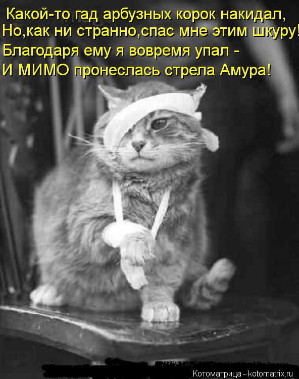 Котоматрица: Какой-то гад арбузных корок накидал, Благодаря ему я вовремя упал - И МИМО пронеслась стрела Амура! Но,как ни странно,спас мне этим шкуру!