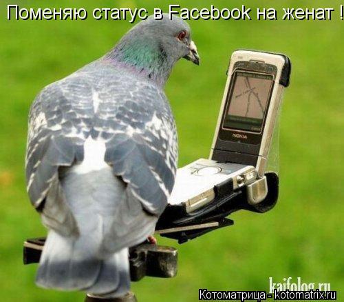 Поменяю статус в Facebook на женат !!!... Котоматрица: Поменяю статус в Facebook на женат !!!