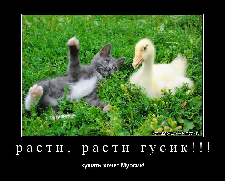 расти, расти гусик!!! кушать хочет Мурсик!... Котоматрица: расти, расти гусик!!! кушать хочет Мурсик!