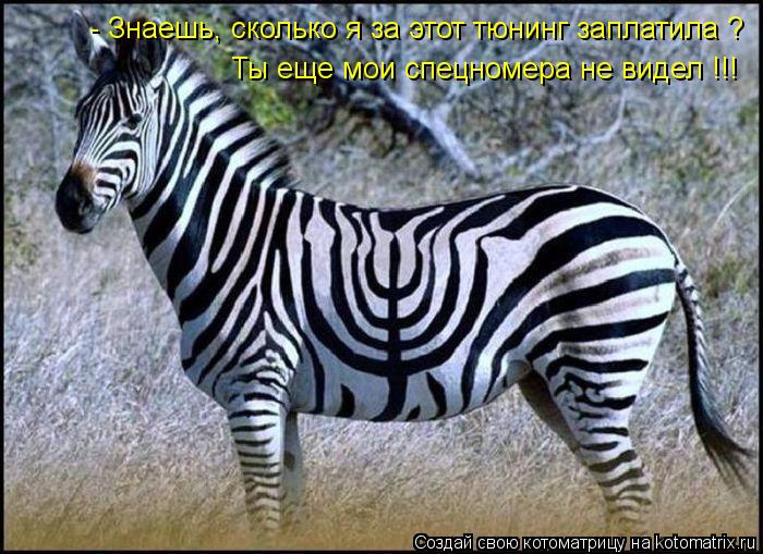 - Знаешь, сколько я за этот тюнинг заплатила ? Ты еще мои спецномера не видел !!!... Котоматрица: - Знаешь, сколько я за этот тюнинг заплатила ? Ты еще мои спецномера не видел !!!