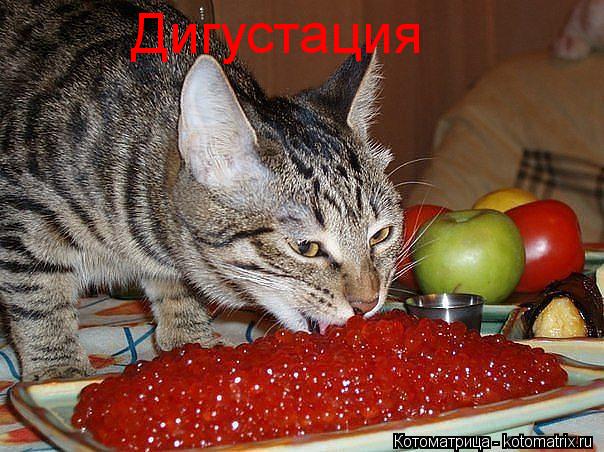 Дигустация... Котоматрица: Дигустация