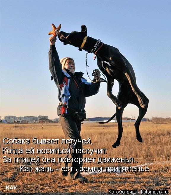 Собака бывает летучей, Когда ей носиться наскучит. За птицей она повторяет движенья... Как жаль - ест... Котоматрица: Собака бывает летучей, Когда ей носиться наскучит. За птицей она повторяет движенья... Как жаль - есть земли притяженье...
