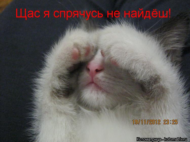 Щас я спрячусь не найдёш!... Котоматрица: Щас я спрячусь не найдёш!