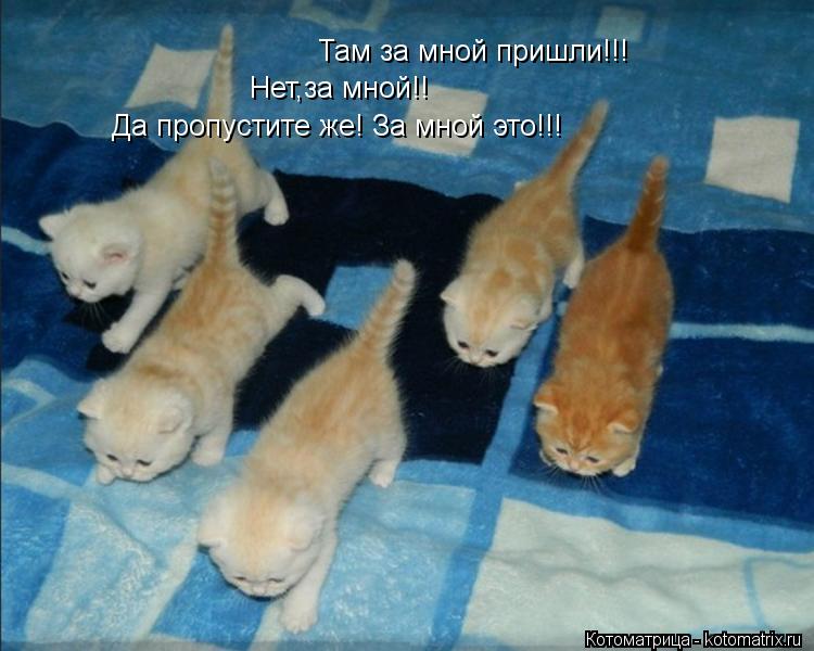 Там за мной пришли!!! Нет,за мной!! Да пропустите же! За мной это!!!... Котоматрица: Там за мной пришли!!! Нет,за мной!! Да пропустите же! За мной это!!!