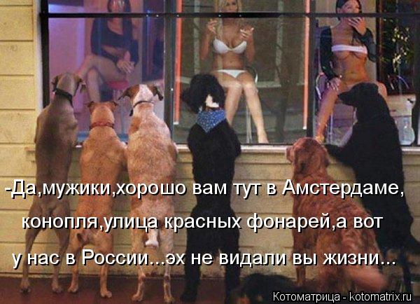 -Да,мужики,хорошо вам тут в Амстердаме, конопля,улица красных фонарей,а вот у нас в России...эх не в... Котоматрица: -Да,мужики,хорошо вам тут в Амстердаме, конопля,улица красных фонарей,а вот у нас в России...эх не видали вы жизни...