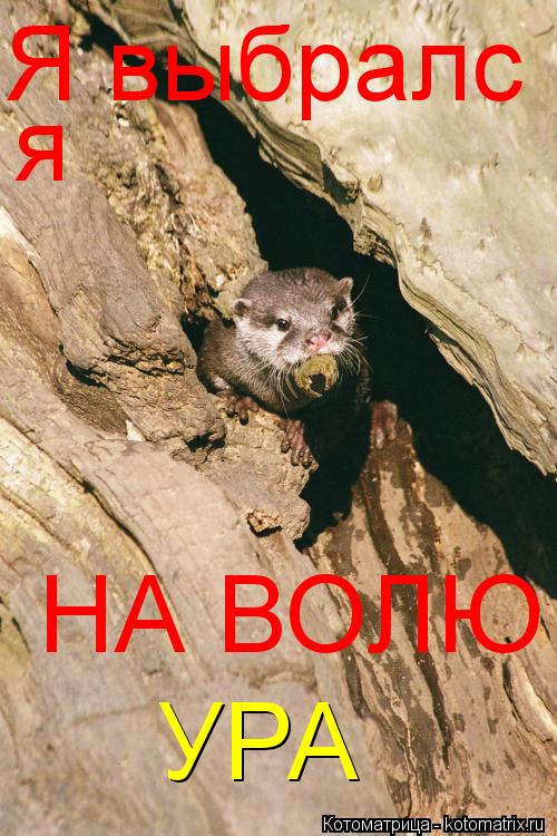 Я выбралс я НА ВОЛЮ УРА... Котоматрица: Я выбралс я НА ВОЛЮ УРА