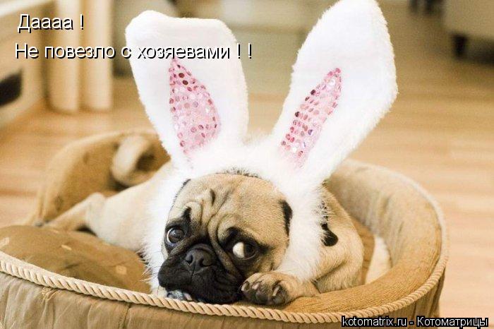Даааа ! Не повезло с хозяевами ! !... Котоматрица: Даааа ! Не повезло с хозяевами ! !