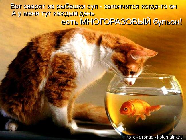 Вот сварят из рыбешки суп - закончится когда-то он. А у меня тут каждый день есть МНОГОРАЗОВЫЙ бульон... Котоматрица: Вот сварят из рыбешки суп - закончится когда-то он. А у меня тут каждый день есть МНОГОРАЗОВЫЙ бульон!