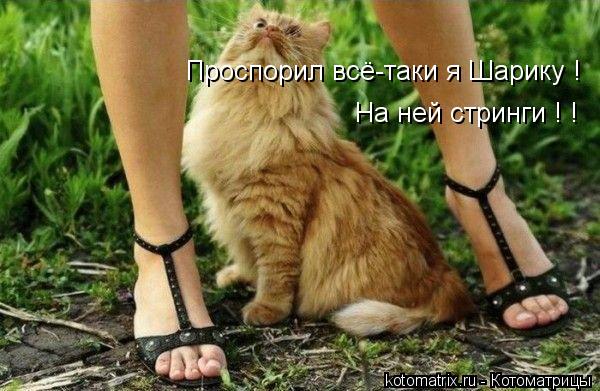 На ней стринги ! ! Проспорил всё-таки я Шарику !... Котоматрица: На ней стринги ! ! Проспорил всё-таки я Шарику !