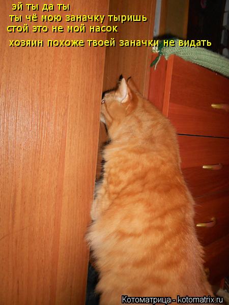 эй ты да ты ты чё мою заначку тыришь стой это не мой насок хозяин похоже твоей заначки не видать... Котоматрица: эй ты да ты ты чё мою заначку тыришь стой это не мой насок хозяин похоже твоей заначки не видать