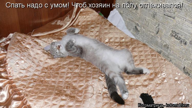 Котоматрица: Спать надо с умом! Чтоб хозяин на полу отлёживался!