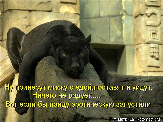 Ну принесут миску с едой,поставят и уйдут. Ничего не радует..... Вот если бы панду эротическую запуст... Котоматрица: Ну принесут миску с едой,поставят и уйдут. Ничего не радует..... Вот если бы панду эротическую запустили....