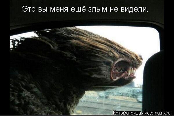 Это вы меня ещё злым не видели.... Котоматрица: Это вы меня ещё злым не видели.