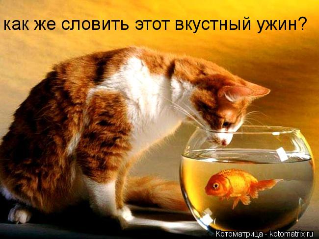 как же словить этот вкустный ужин?... Котоматрица: как же словить этот вкустный ужин?