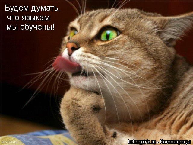 Будем думать, что языкам мы обучены!... Котоматрица: Будем думать, что языкам мы обучены!