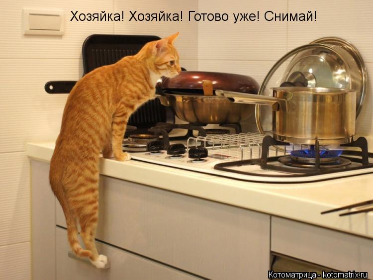 Хозяйка! Хозяйка! Готово уже! Снимай!... Котоматрица: Хозяйка! Хозяйка! Готово уже! Снимай!