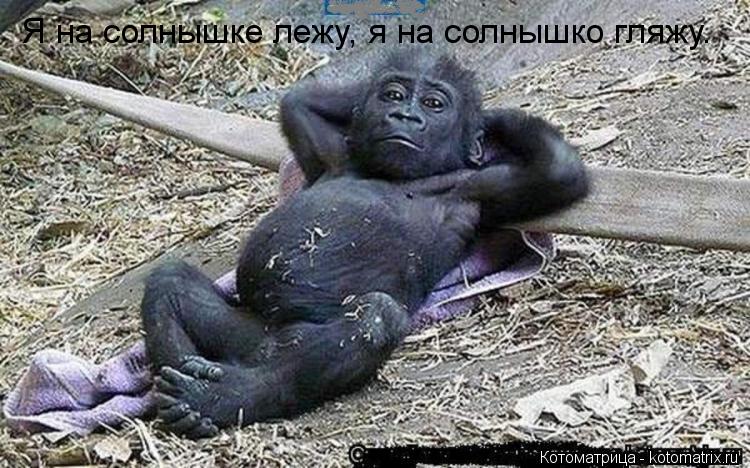 Я на солнышке лежу, я на солнышко гляжу.... Котоматрица: Я на солнышке лежу, я на солнышко гляжу.