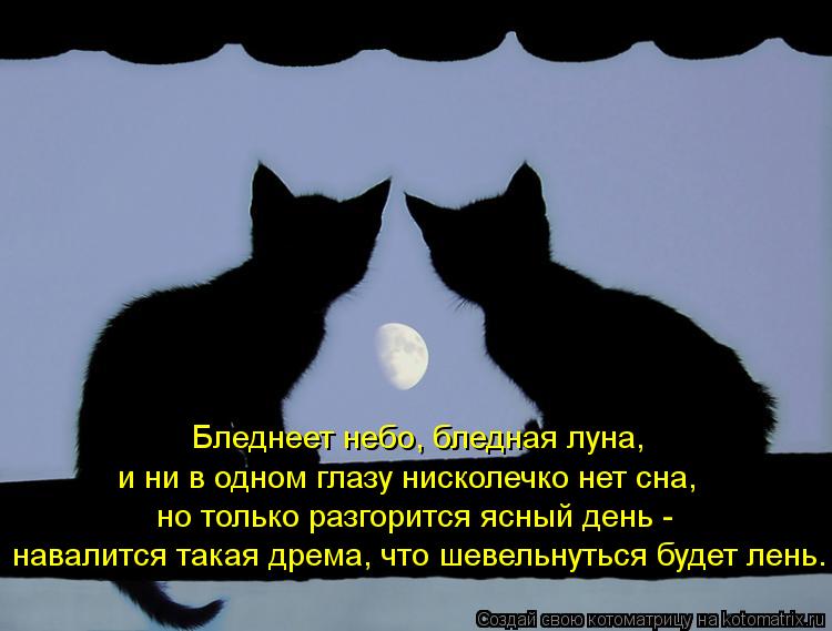 Бледнеет небо, бледная луна, но только разгорится ясный день - и ни в одном глазу нисколечко нет сна... Котоматрица: Бледнеет небо, бледная луна, но только разгорится ясный день - и ни в одном глазу нисколечко нет сна, навалится такая дрема, что шевельнутьс