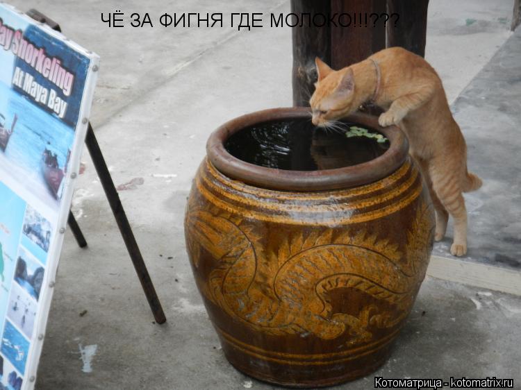 ЧЁ ЗА ФИГНЯ ГДЕ МОЛОКО!!!???... Котоматрица: ЧЁ ЗА ФИГНЯ ГДЕ МОЛОКО!!!???