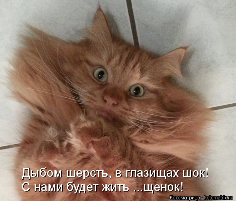 Дыбом шерсть, в глазищах шок! С нами будет жить ...щенок!... Котоматрица: Дыбом шерсть, в глазищах шок! С нами будет жить ...щенок!