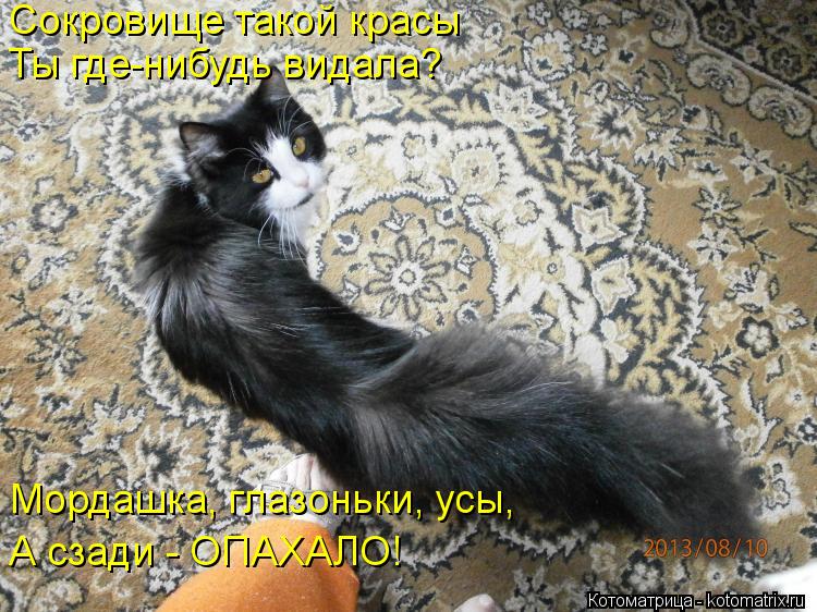 Сокровище такой красы Ты где-нибудь видала? Мордашка, глазоньки, усы, А сзади - ОПАХАЛО!... Котоматрица: Сокровище такой красы Ты где-нибудь видала? Мордашка, глазоньки, усы, А сзади - ОПАХАЛО!