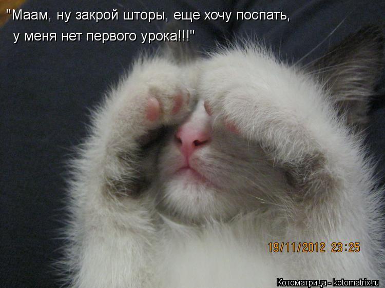 "Маам, ну закрой шторы, еще хочу поспать, у меня нет первого урока!!!"... Котоматрица: "Маам, ну закрой шторы, еще хочу поспать, у меня нет первого урока!!!"