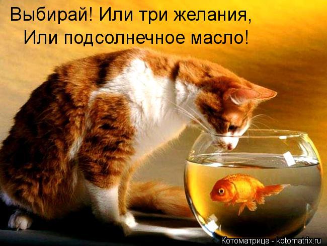 Выбирай! Или три желания, Или подсолнечное масло!... Котоматрица: Выбирай! Или три желания, Или подсолнечное масло!
