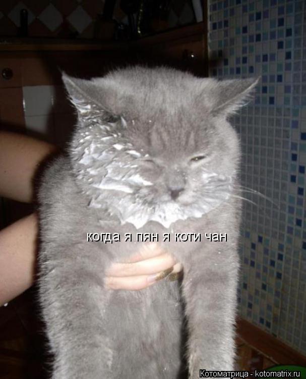 когда я пян я коти чан... Котоматрица: когда я пян я коти чан