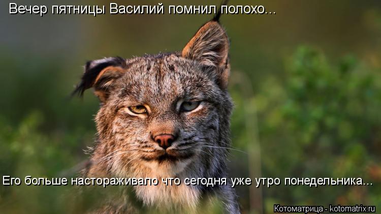 Вечер пятницы Василий помнил полохо... Его больше настораживало что сегодня уже утро понедельника...... Котоматрица: Вечер пятницы Василий помнил полохо... Его больше настораживало что сегодня уже утро понедельника...