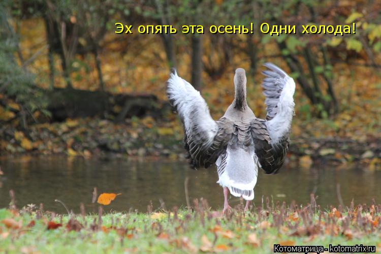 Эх опять эта осень! Одни холода!... Котоматрица: Эх опять эта осень! Одни холода!