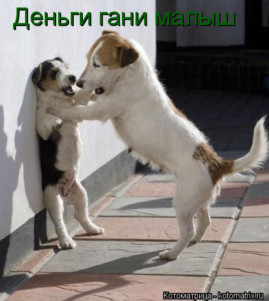 Деньги гани малыш... Котоматрица: Деньги гани малыш