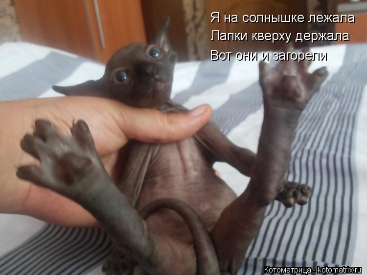 Я на солнышке лежала Я на солнышке лежала Лапки кверху держала Вот они и загорели... Котоматрица: Я на солнышке лежала Я на солнышке лежала Лапки кверху держала Вот они и загорели