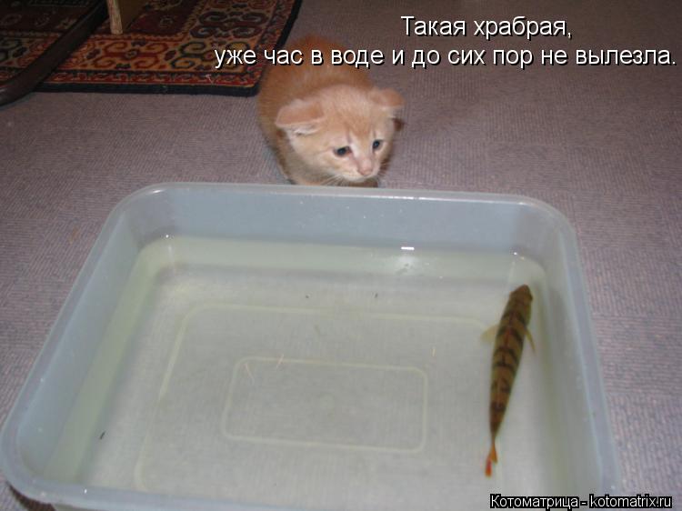Такая храбрая, уже час в воде и до сих пор не вылезла.... Котоматрица: Такая храбрая, уже час в воде и до сих пор не вылезла.