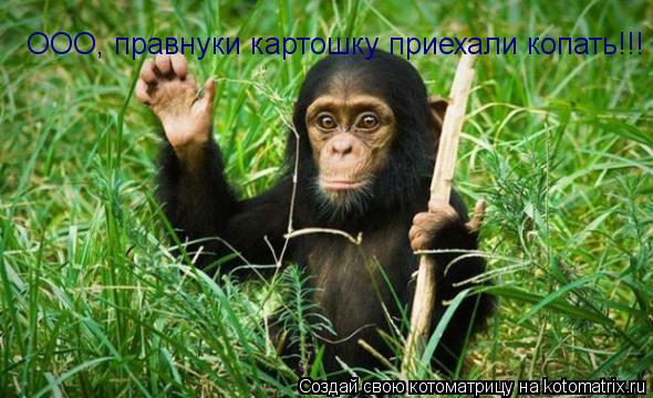 ООО, правнуки картошку приехали копать!!!... Котоматрица: ООО, правнуки картошку приехали копать!!!