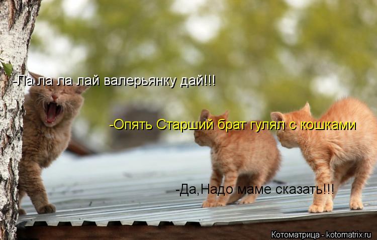 -Ла ла ла лай валерьянку дай!!! -Опять Старший брат гулял с кошками -Да,Надо маме сказать!!!... Котоматрица: -Ла ла ла лай валерьянку дай!!! -Опять Старший брат гулял с кошками -Да,Надо маме сказать!!!