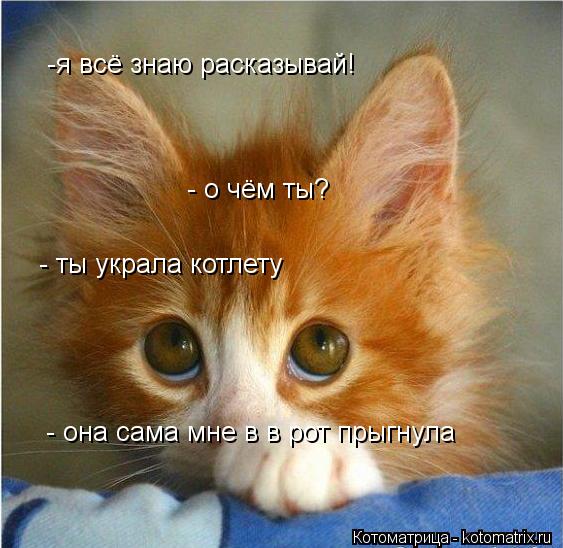 -я всё знаю расказывай! - о чём ты? - ты украла котлету - она сама мне в в рот прыгнула... Котоматрица: -я всё знаю расказывай! - о чём ты? - ты украла котлету - она сама мне в в рот прыгнула