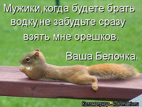 Мужики,когда будете брать водку,не забудьте сразу взять мне орешков. Ваша Белочка.... Котоматрица: Мужики,когда будете брать водку,не забудьте сразу взять мне орешков. Ваша Белочка.