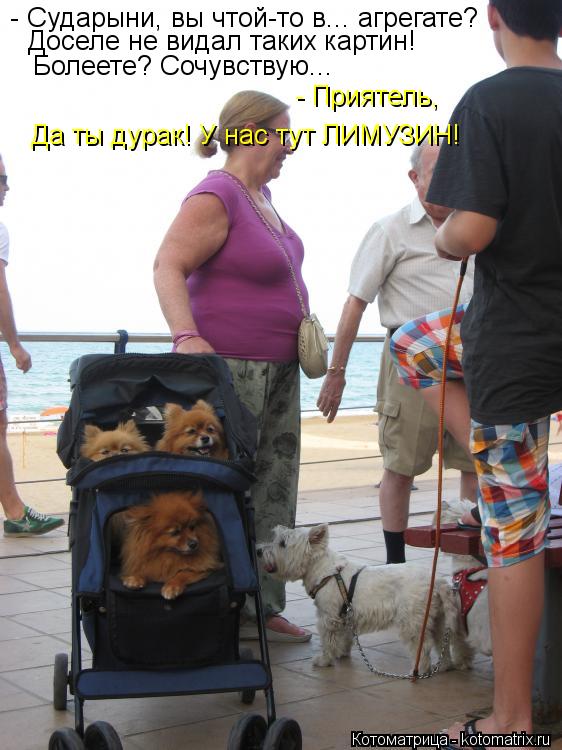 - Сударыни, вы чтой-то в... агрегате? Доселе не видал таких картин! Болеете? Сочувствую... - Приятель... Котоматрица: - Сударыни, вы чтой-то в... агрегате? Доселе не видал таких картин! Болеете? Сочувствую... - Приятель, Да ты дурак! У нас тут ЛИМУЗИН!