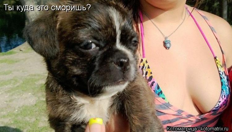 Ты куда это сморишь?... Котоматрица: Ты куда это сморишь?