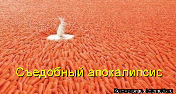 Съедобный апокалипсис... Котоматрица: Съедобный апокалипсис