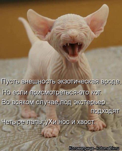 Пусть внешность экзотическая вроде, Но если присмотреться-это кот. Во всяком случае,под экстерьер по... Котоматрица: Пусть внешность экзотическая вроде, Но если присмотреться-это кот. Во всяком случае,под экстерьер подходят Четыре лапы,уХи,нос и хвост.