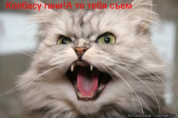 Колбасу гани!А то тебя съем... Котоматрица: Колбасу гани!А то тебя съем