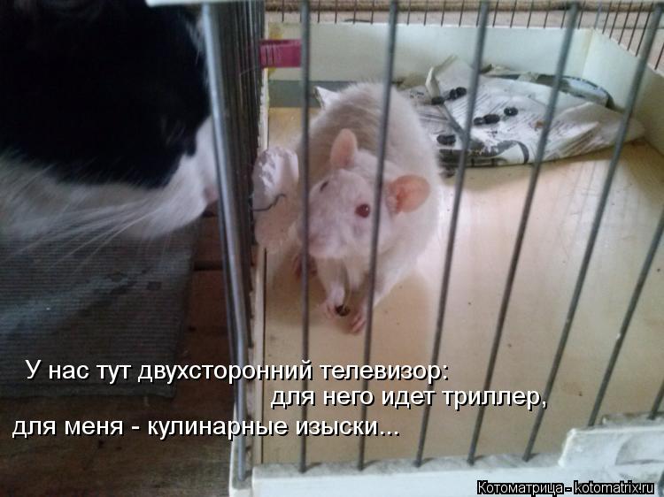 У нас тут двухсторонний телевизор: для него идет триллер, для меня - кулинарные изыски...... Котоматрица: У нас тут двухсторонний телевизор: для него идет триллер, для меня - кулинарные изыски...