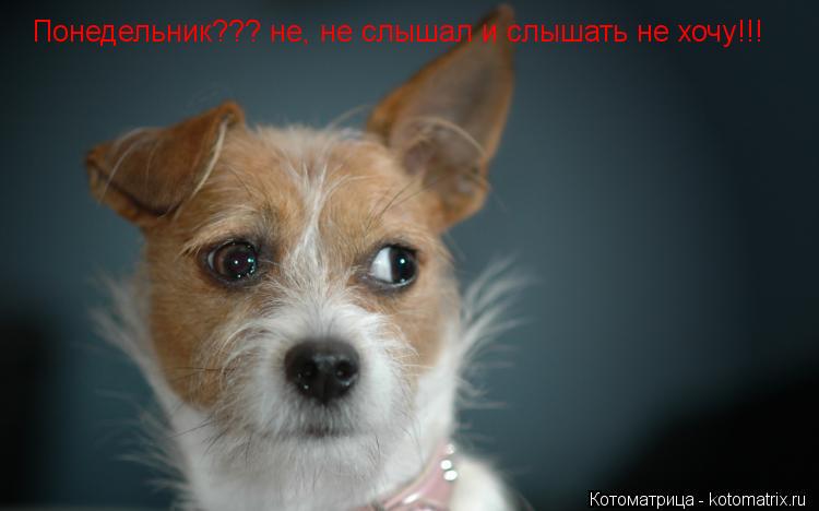 Понедельник??? не, не слышал и слышать не хочу!!!... Котоматрица: Понедельник??? не, не слышал и слышать не хочу!!!
