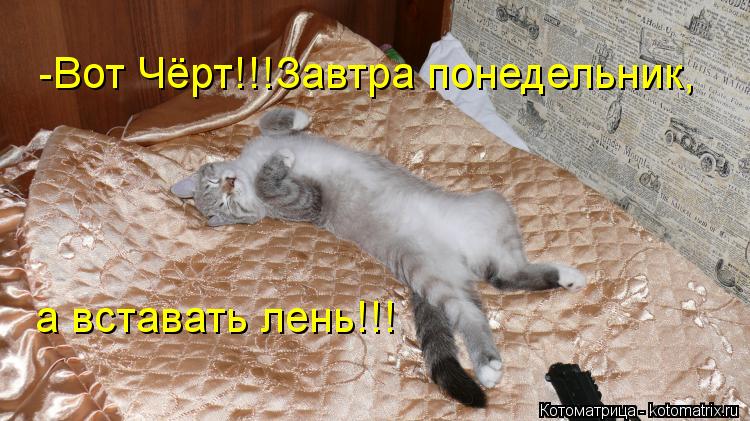 -Вот Чёрт!!!Завтра понедельник, а вставать лень!!!... Котоматрица: -Вот Чёрт!!!Завтра понедельник, а вставать лень!!!