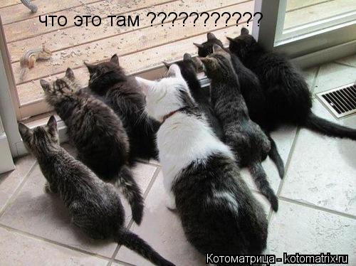 что это там ???????????... Котоматрица: что это там ???????????